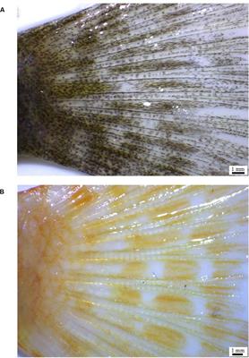 Comprehensive RNA-seq Analysis to Evaluate the Pigmentation-Related Genes Involved in Albinism of Cichlid Fish, Aulonocara baenschi